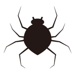 クモ